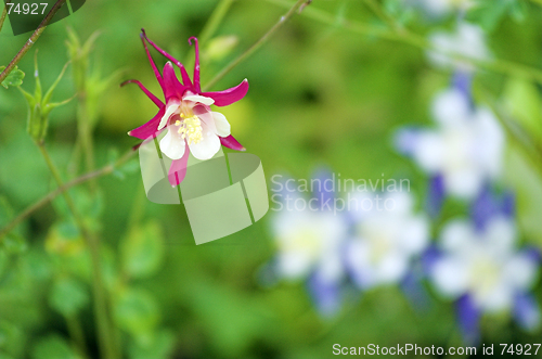 Image of red star columbine