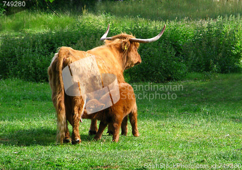 Image of Longhorn cattle