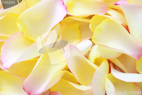 Image of rose petals background