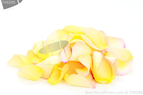 Image of rose petals