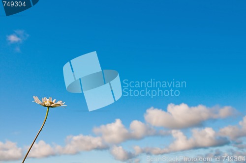 Image of Camomile and blue sky