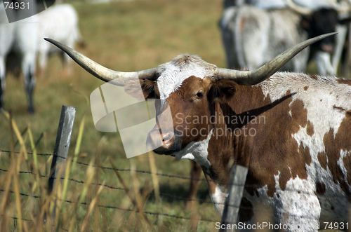 Image of longhorns