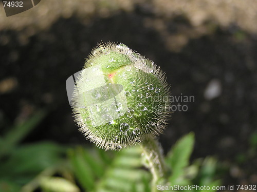 Image of poppy bud