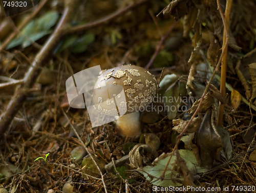 Image of Amanita rubescens fungus