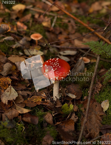 Image of Fly Agaric fungus