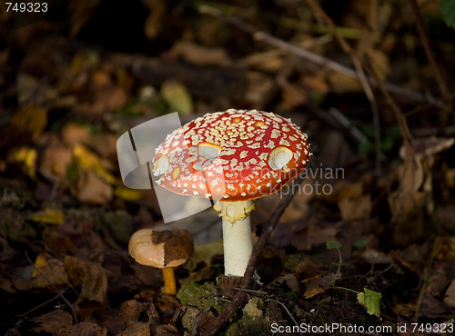 Image of Fly Agaric toadstool
