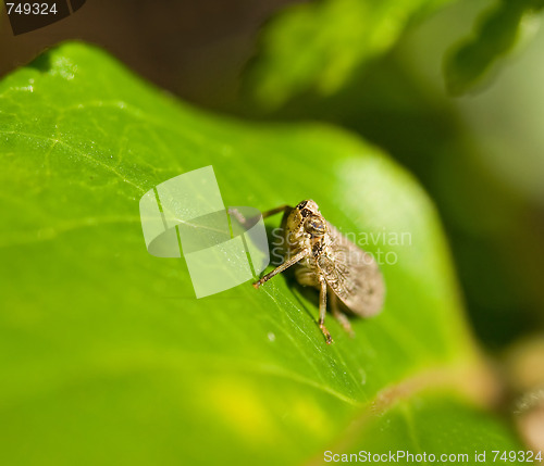 Image of Froghopper macro