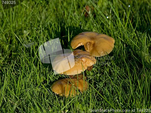 Image of Fungus in early sun