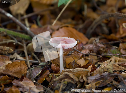 Image of Fungus toadstool pink