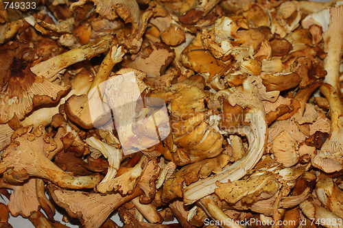 Image of Fresh chanterelle mushrooms