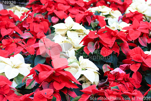 Image of red and white poinsettia