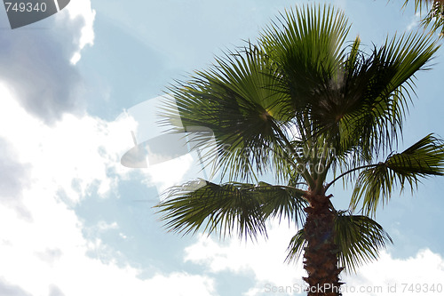 Image of Palm tree and a blue clouded sky