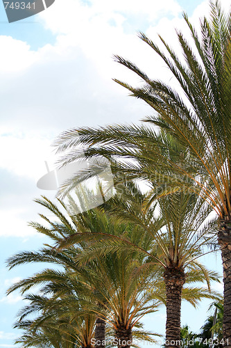 Image of Palm tree and a blue clouded sky