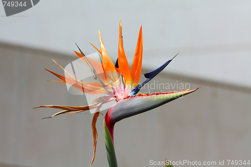 Image of Flower Of Bird Of Paradise