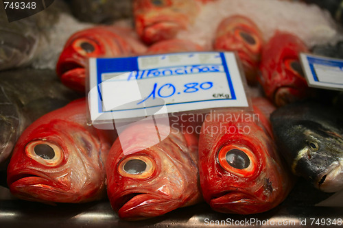 Image of Fresh Alfoncino fish