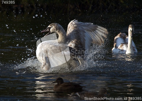 Image of Signet