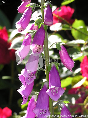 Image of foxglove