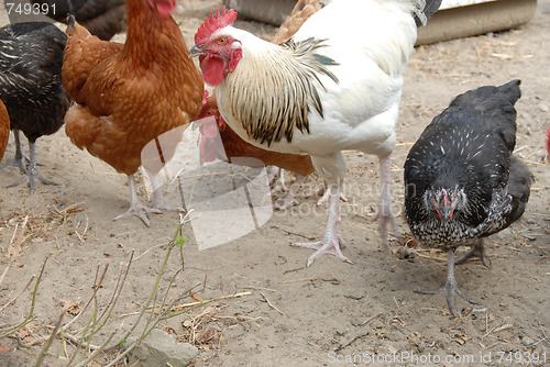 Image of Hens