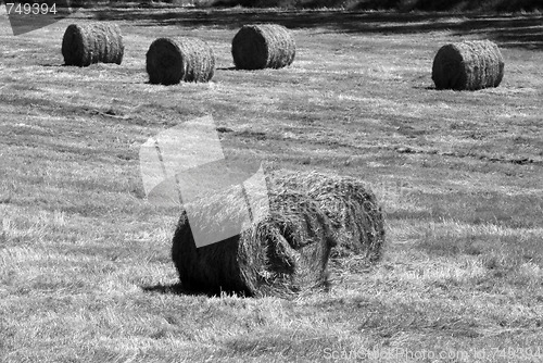 Image of Hay field