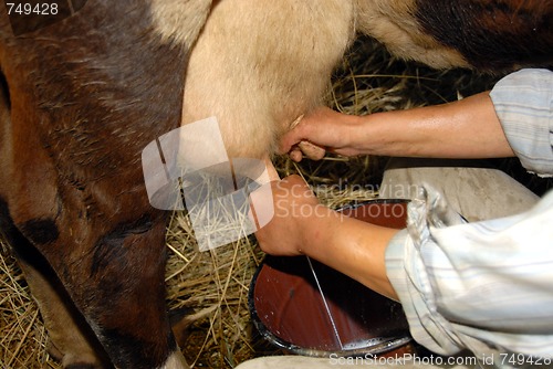 Image of milking