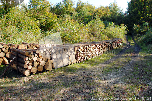 Image of wood piles