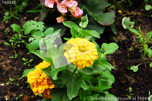 Image of flowers in my garden