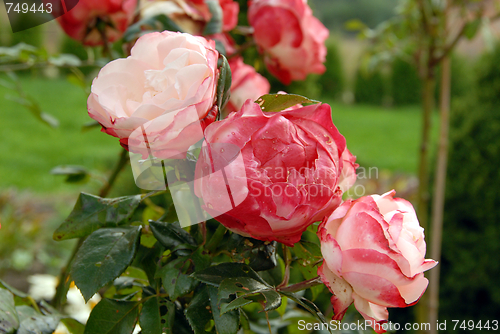 Image of flowers in my garden