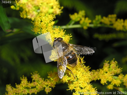 Image of bee on goldenrod