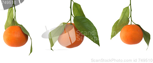 Image of Tangerine