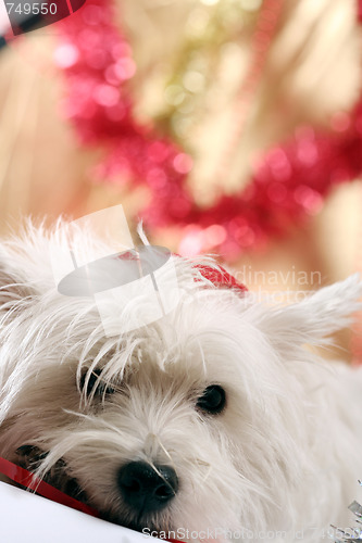 Image of White puppy