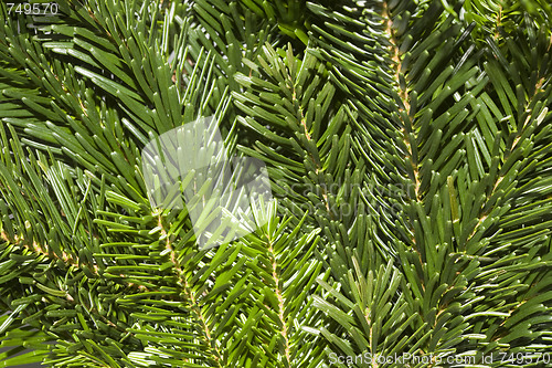 Image of Fresh green fir branches background