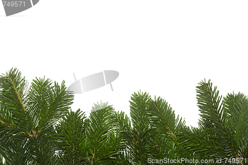 Image of Fresh green fir branches background