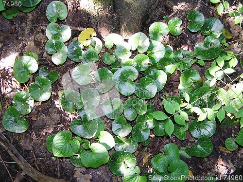 Image of Asarum europeum