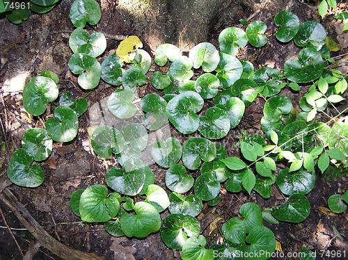 Image of Asarum europaeum