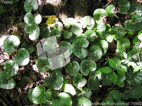 Image of Asarum europeum