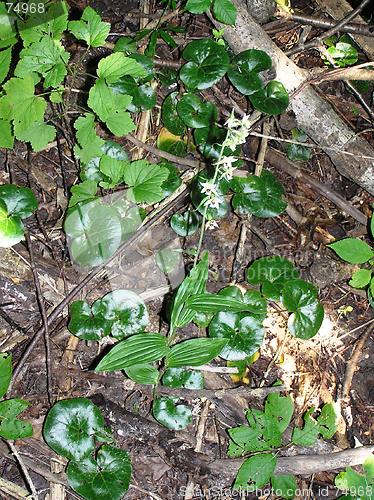 Image of Epipactis helleborine