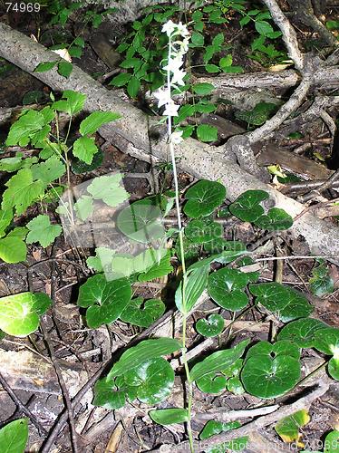 Image of Epipactis helleborine