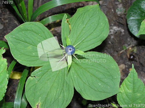 Image of four-leaved grass