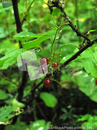 Image of red currant