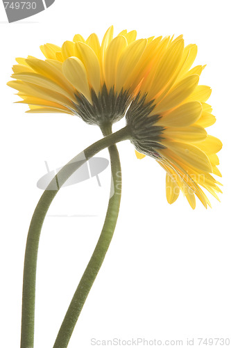 Image of High Key Gerberas