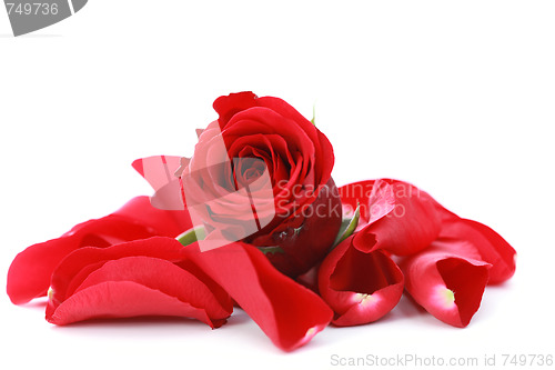 Image of red rose petals