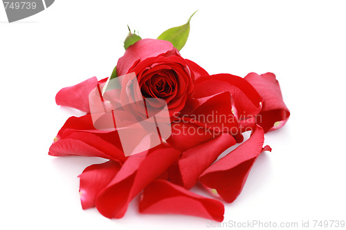 Image of red rose petals