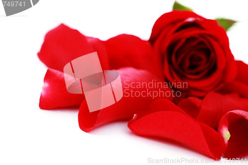 Image of red rose petals