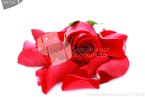 Image of red rose petals