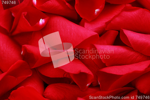 Image of rose petals background