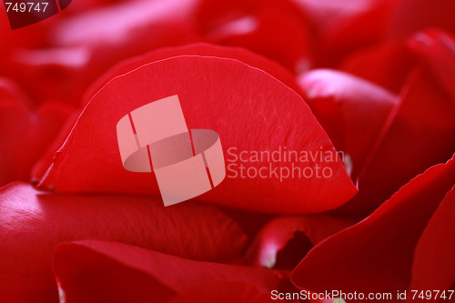 Image of rose petals background