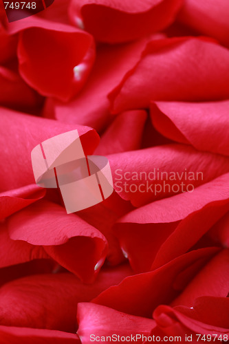 Image of rose petals background