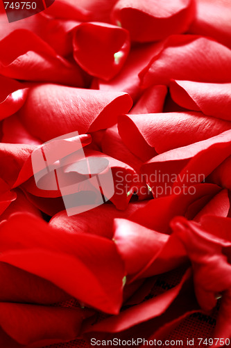 Image of rose petals background