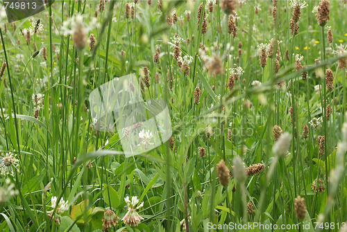 Image of Meadow