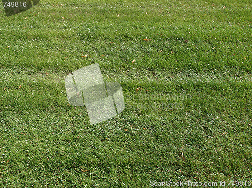 Image of Meadow